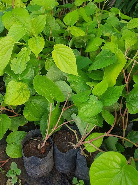 Puspita Nursery Betel Leaf Calcutta Paan Live Plant with Self Watering