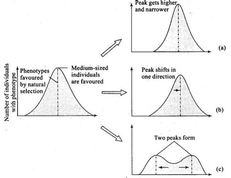 NCERT Exemplar: Evolution - Biology Class 12 - NEET PDF Download