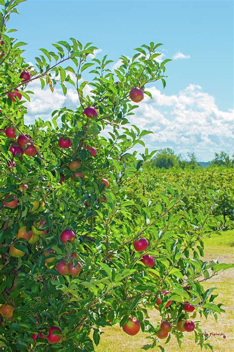 Image result for Small Apple Tree Farm
