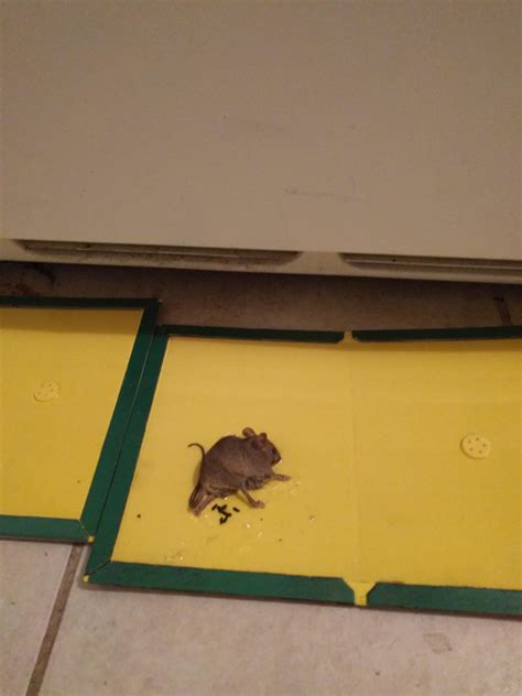 怎么知道家里有老鼠？如何判断老鼠已经进入家里了？