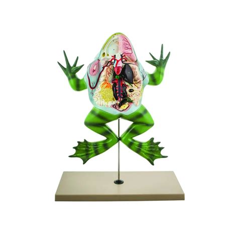 Buy Frog Dissection Model – Bull Frog Anatomy Lab Tool on Stand | ESAW ...
