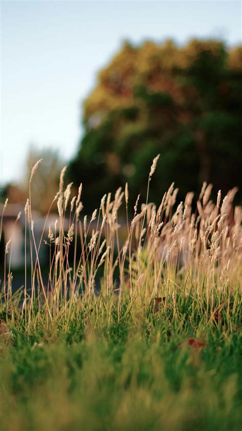 Royalty Free Stock Footage 的图像结果