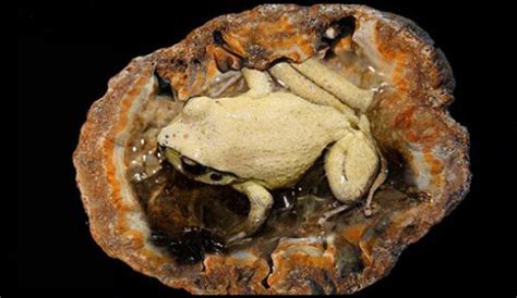 Exploding Frog Video 的图像结果