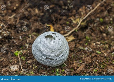 Macro View of Hornet S Nest on Ground Stock Image - Image of flower ...