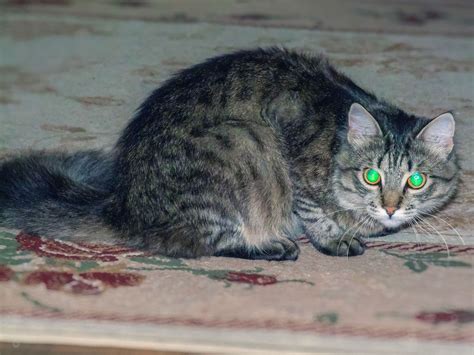 Can Cats See in the Dark? The Science of Cat Vision