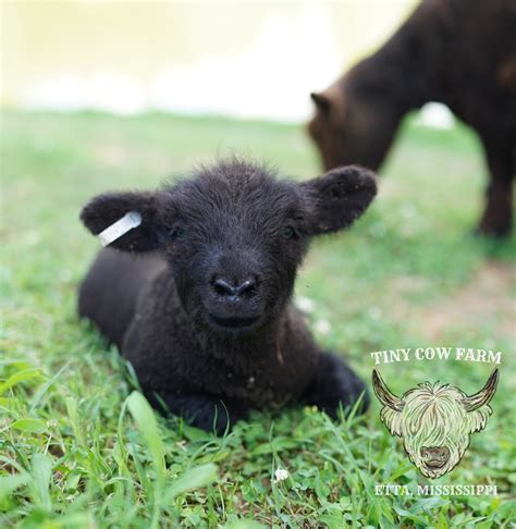 Babydoll Sheep For Sale – Tiny Cow Farm