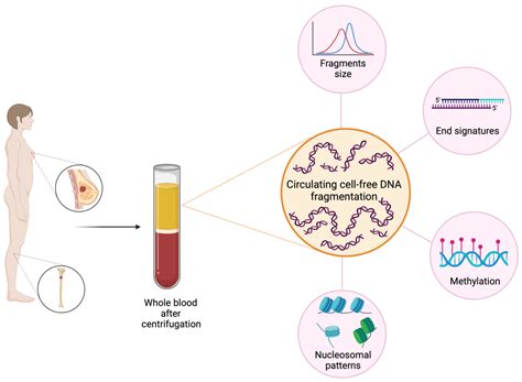 Image result for Cell-Free DNA Testing