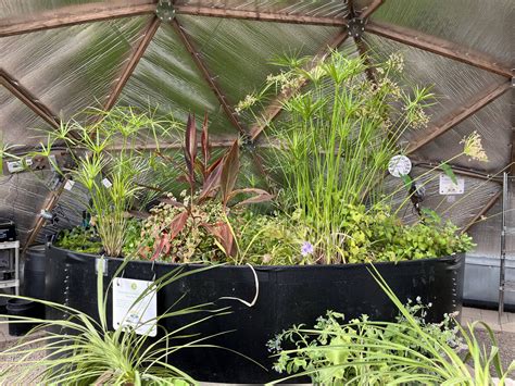 Tall Plants Around Ponds