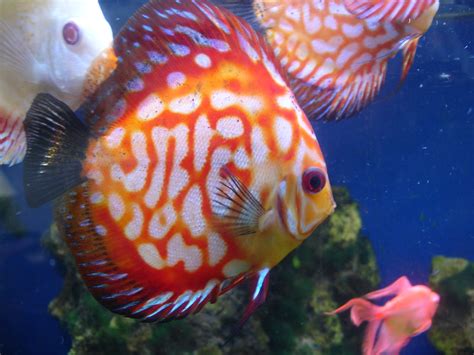 Image result for Discus Fish Shops