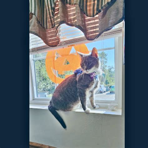 Allegheny North Veterinary Hospital