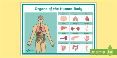 What are organs? | Human body organs for kids | Diagram