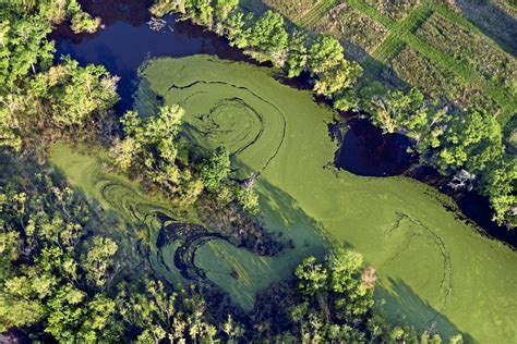 Image result for How Do Protists Reproduce