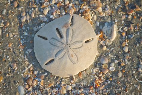 Is my Sand Dollar alive? - Nature Walks with Judy