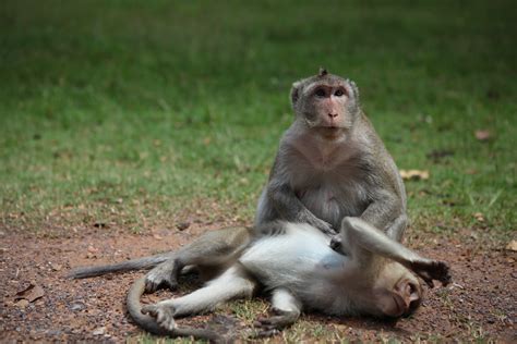 Free Images : wildlife, zoo, mammal, fauna, primate, animals, cambodia, vertebrate, angkor wat ...