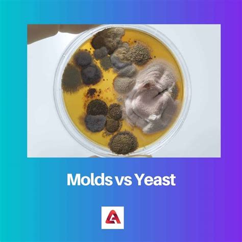 Molds vs Yeast: Difference and Comparison
