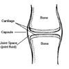 Name the tissue that smoothens bone surfaces at joints. Describe its ...