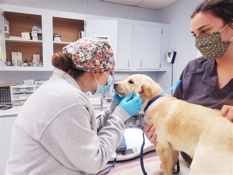 Spay/Neuter Clinic: How One Program Can Save Thousands of Lives - SPCA ...