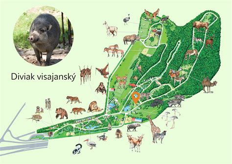 Visayan warty pig | ZOO Bratislava