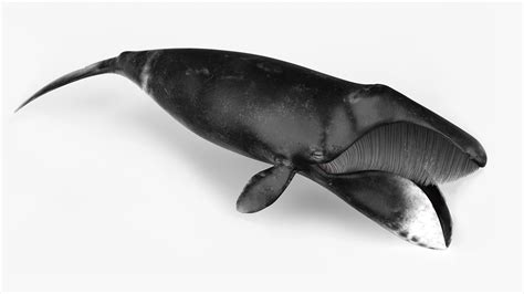 3D model Sea Animal Bowhead Whale Rigged for Maya | 3D Molier International