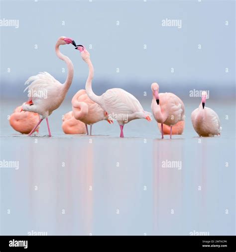 mostnorthern flamingos *Phoenicopterus spec.* resting in shallow water, Pink flamingos and ...