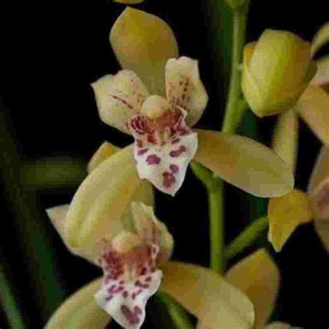 HTC. Chian TZY Mascot May – EXOTICA ORCHIDS