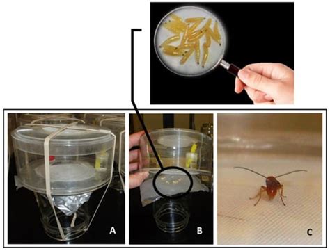 Longevity and Parasitism Capacity of Psyttalia concolor (Hymenoptera ...