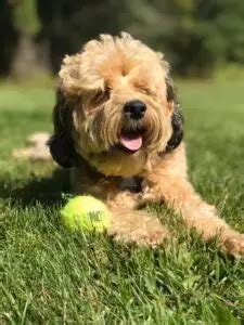 Image result for Cockapoo Full Size