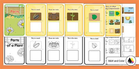 Parts of a Plant Adapted Reader (teacher made) - Twinkl