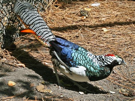 Lady Amherst's Pheasant - Pets