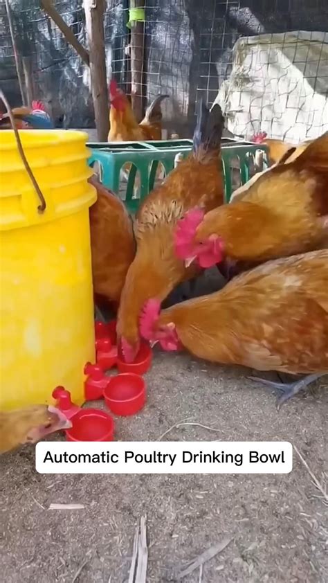 DIY Chicken Layer Feed Recipe | Homesteading | Chicken feed diy ...