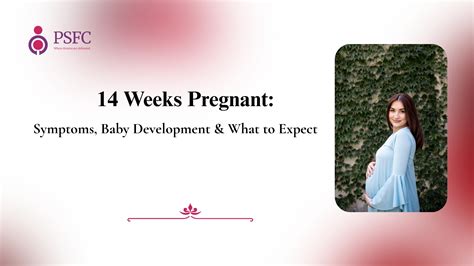 At 14 Weeks Pregnant: Body Changes & Baby Progress