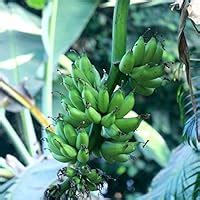 PlantsShip Rare Banana Chakkarakeli, Kela Live Healthy Banana Plant ...