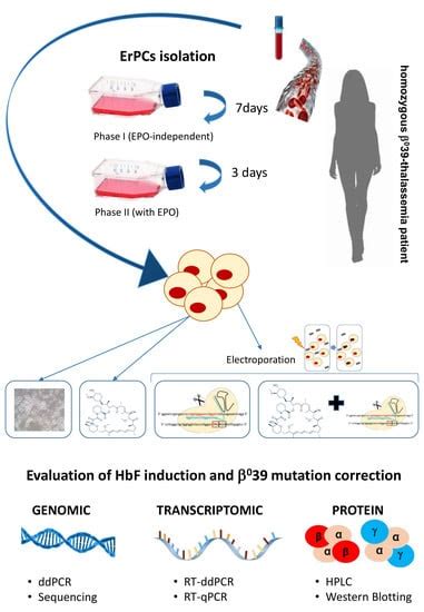 Co-Treatment of Erythroid Cells from β-Thalassemia Patients with CRISPR ...