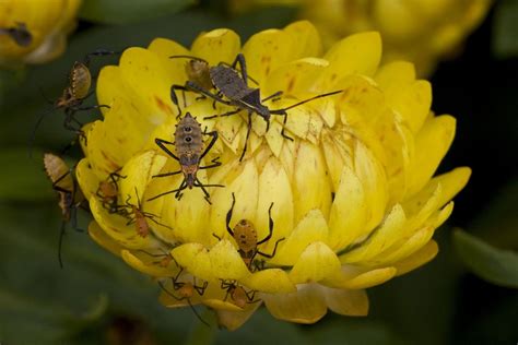 Pest challenges in the Florida garden, St. Lucie County Hurricane House ...