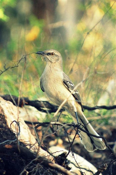 Image result for Shutterbug Live