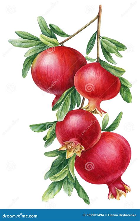Pomegranate Botanical Drawing