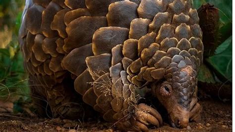 पुढची पिढी कदाचित हे प्राणी कधीच पाहू शकणार नाही! | India's endangered ...