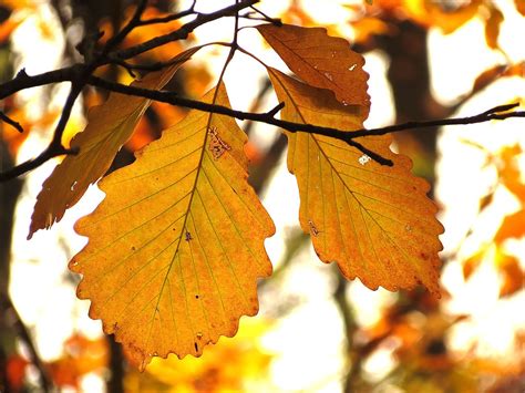 A field guide to trees and their fall colors - pennlive.com
