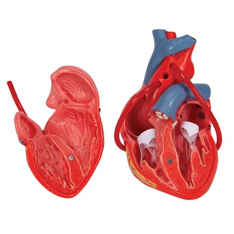 Anatomical Heart Model - Anatomy of the Heart - Heart with Bypass Model
