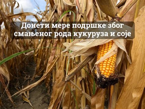 Донети мере подршке због смањеног рода кукуруза и соје - Нада за Србију