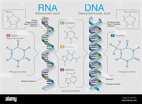 RNA Formula 的图像结果