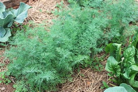 14 Pairs of Herbs That Work Really Well When Planted Together