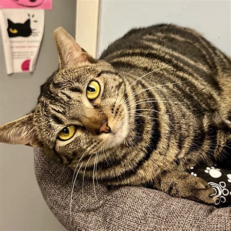 Hat Hub Script Pastebin 的图像结果