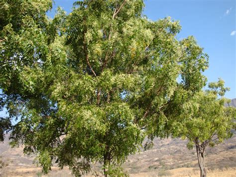NIM: PRODUCCIÒN DE LA PLANTA "NEEM"