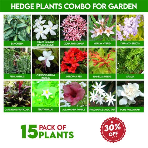 Hedge plants combo for Garden – Santhi Online Plants