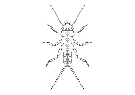 Zwart-wit steenvlieg nimf insect clipart vector kleurplaat van een ...