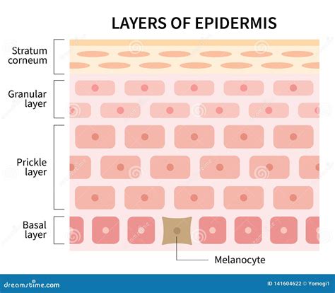 Epidermis Layers