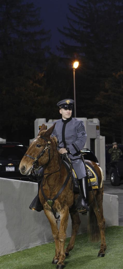 West Point's new Army Mule Mascots Ranger III, Stryker assume duties ...