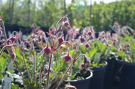 Prairie Smoke — Ontario Native Plant Nursery | Container Grown | (705)466-6290