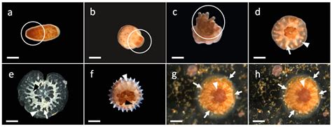 Study on the Development and Growth of Coral Larvae